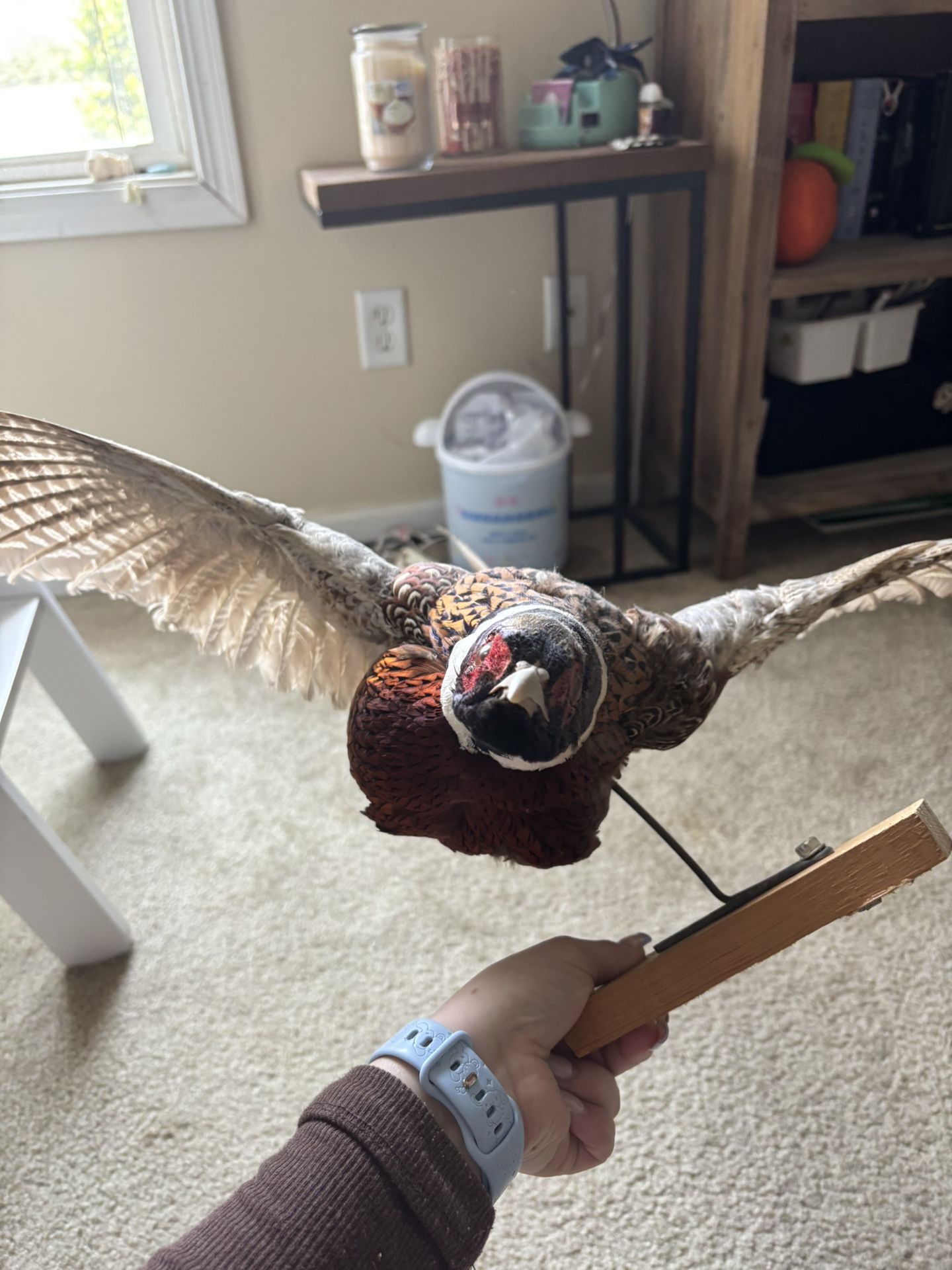 Taxidermy Pheasant