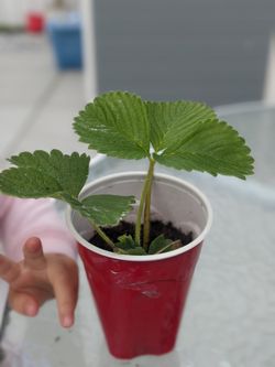 Strawberry Plants