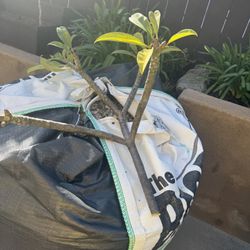 Plumara Tree Clippings