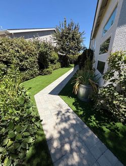 Turf grass