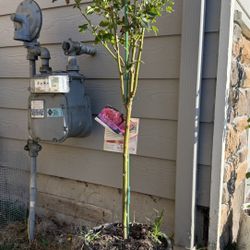 Rare Own Root Marc Chagall Floribunda Rose Tree - Painters Collection