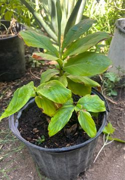 Planta de canela