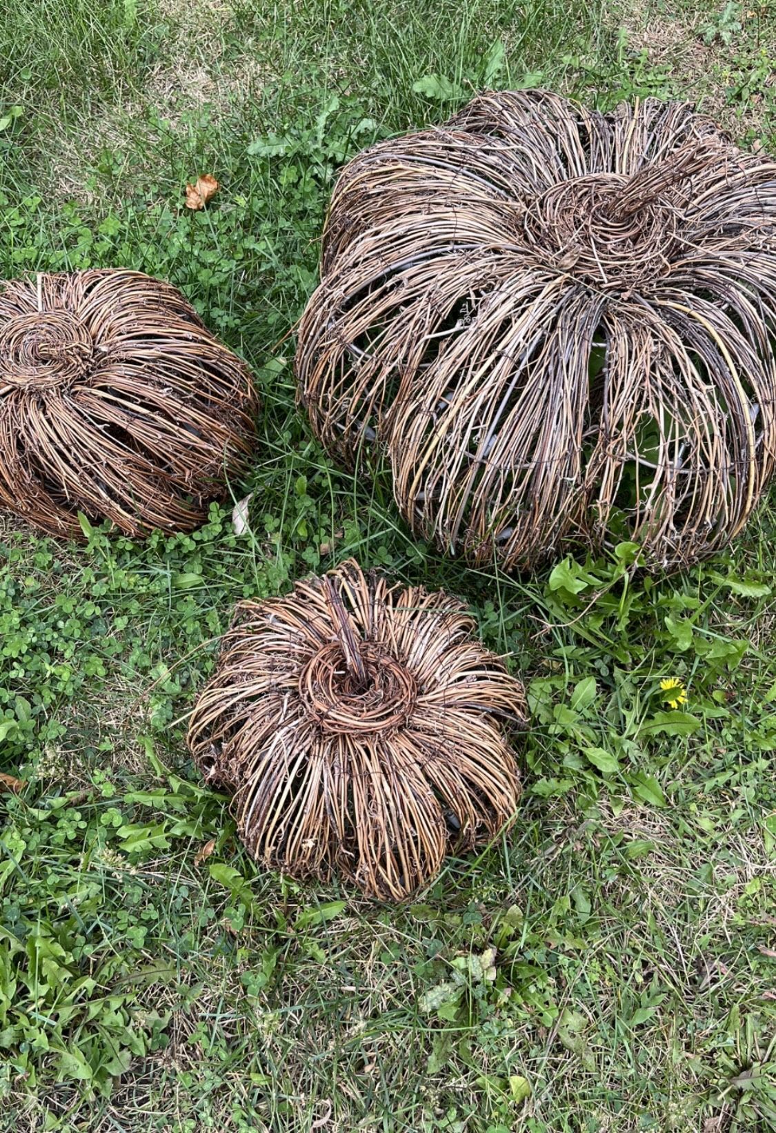 Three Rare Grapevine Pumpkins