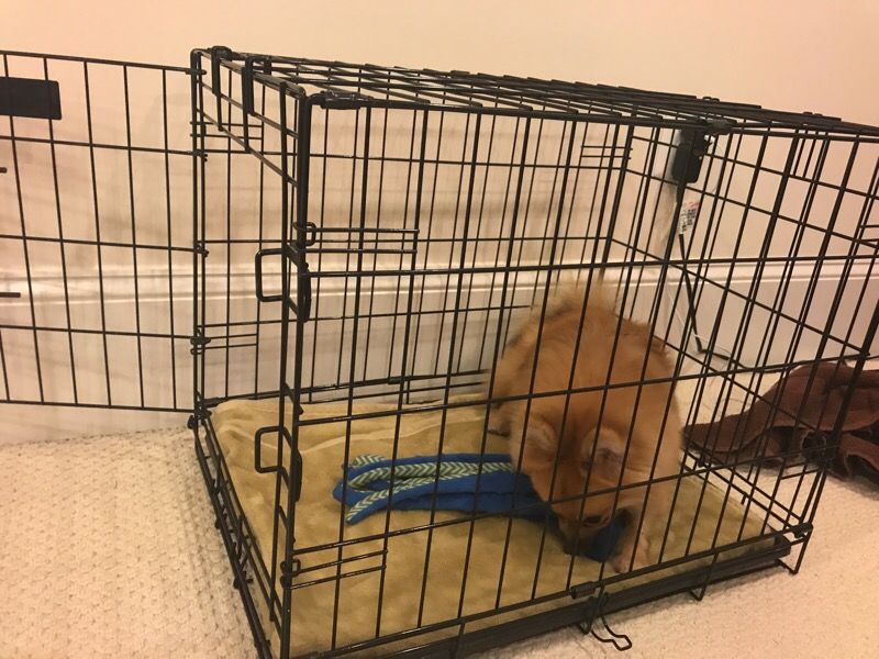 Crate for puppies - PUPPY IS NOT FOR SALE