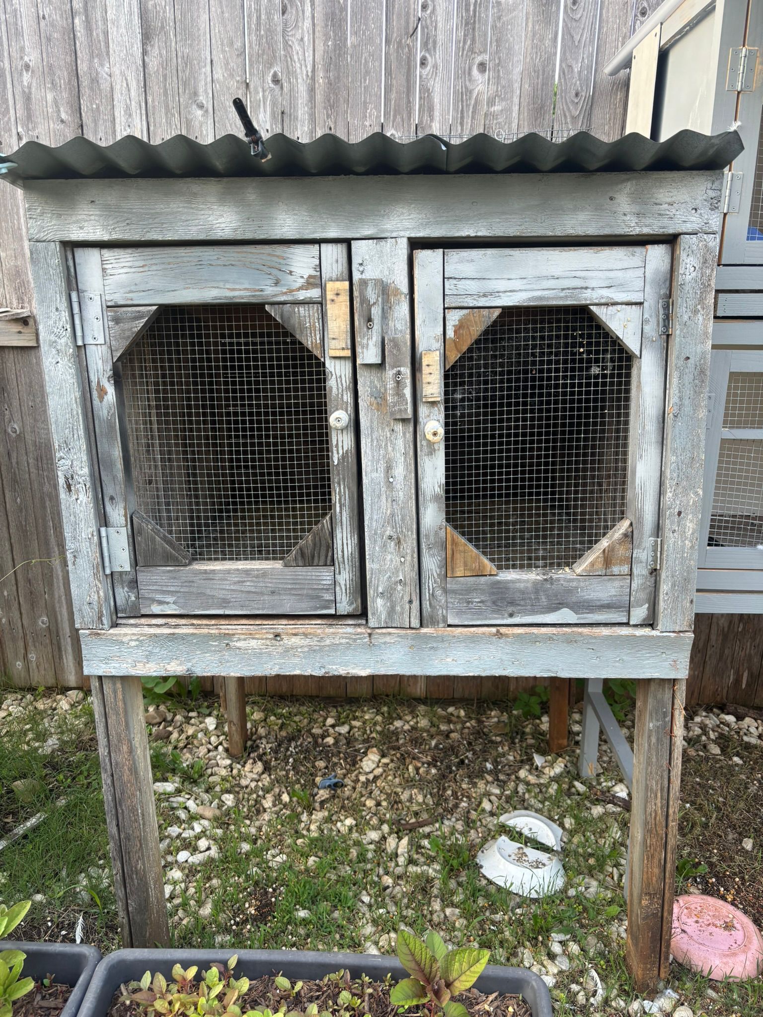Bird/pegion/chicken