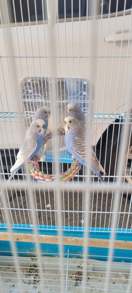 Parakeets and cage