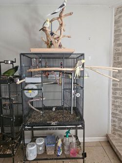 Bird cage