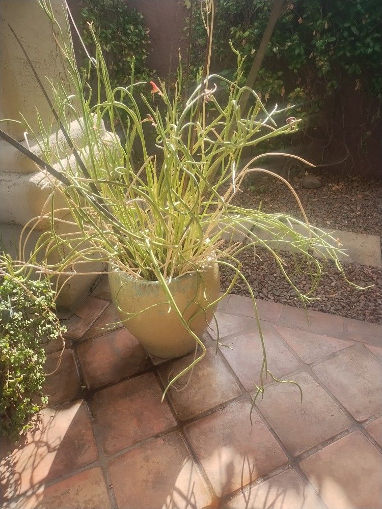 Flower Pot