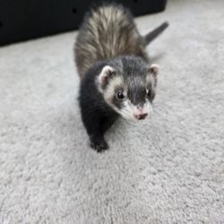 Female Ferret with Everything