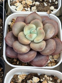 Imported Echeveria Aqua Wine