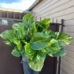 10” Big Hawaiian Pothos