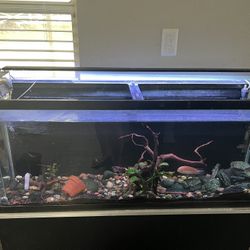 Fish Tank 