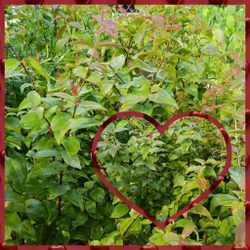 Cherry Hedge Plants 3gl 🌿$6