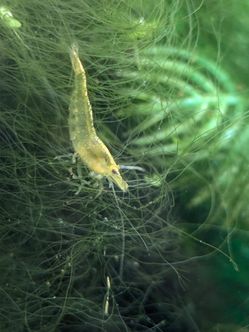 Shrimp Aquarium Decorations (Neocaridina)