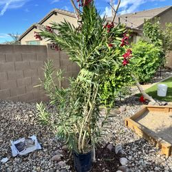 oleander plant 6ft for 10$