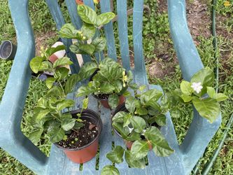 Jasmine Plants—varieties to choose from