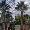 Ayala Palms And Trees Trimming
