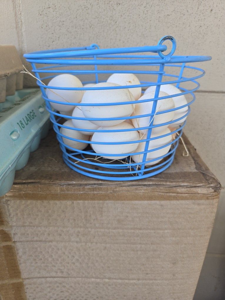 Fresh Eggs