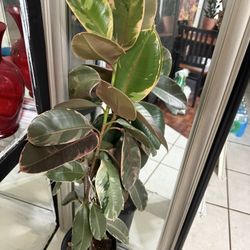 ❤️Almost 3’ tall well Established 2 Solid Trees Of Rubby Rubber tree in 7”pot❤️Pls read Description