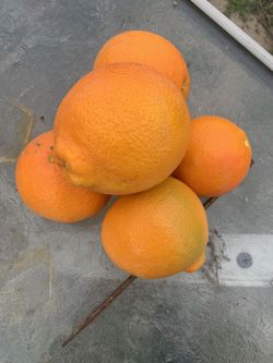 Fresh Oranges ,