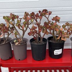 buy 2 get 1 free So beautiful lucky red Jade plant bonsai old money tree bundle buy 3 get 2 free