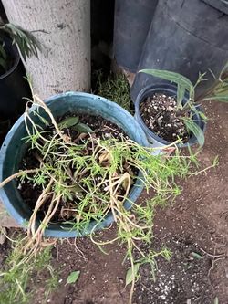 Moss Rose Agave Flowers And More Plants