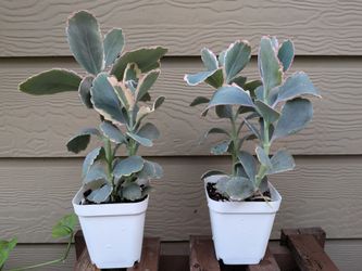 Succulent plants