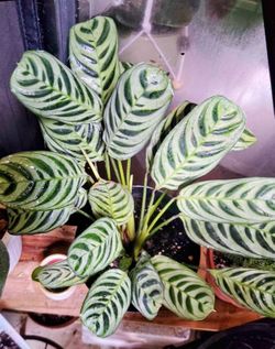 Calathea burle marxii