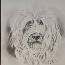 Pencil Portrait 11x14" "English  Sheepdog"