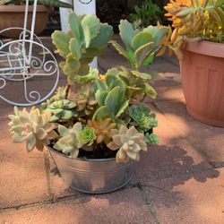 Gorgeous Succulent Variety In Tin Pot 