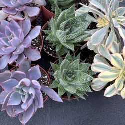 Succulents Mix 