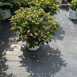 Looking To Redo Your Yard This Summer 