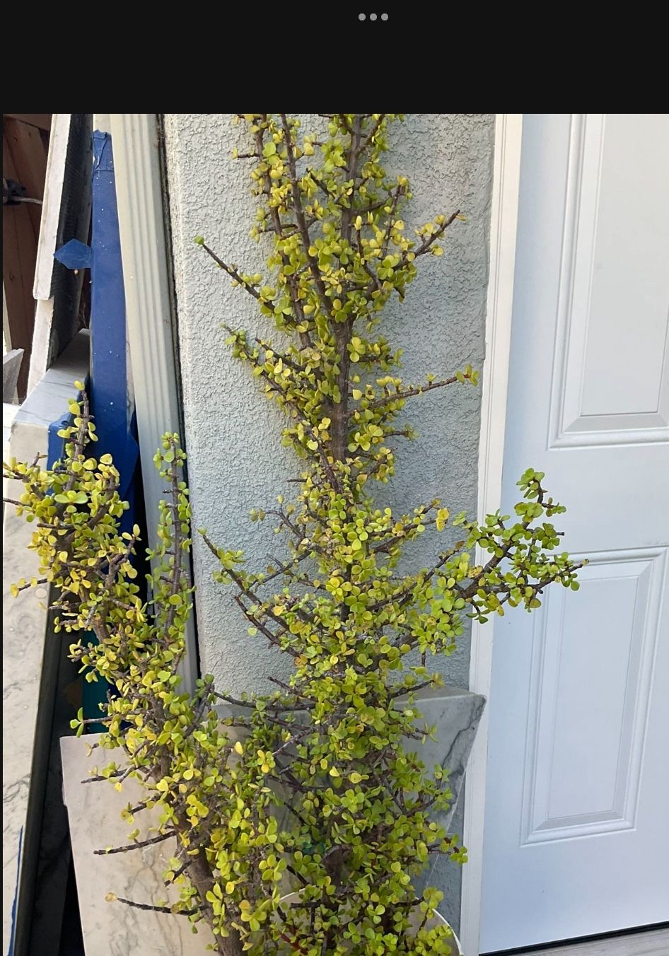 Big Elephant Bush Succulents. Rooted Plant About 5 Ft.