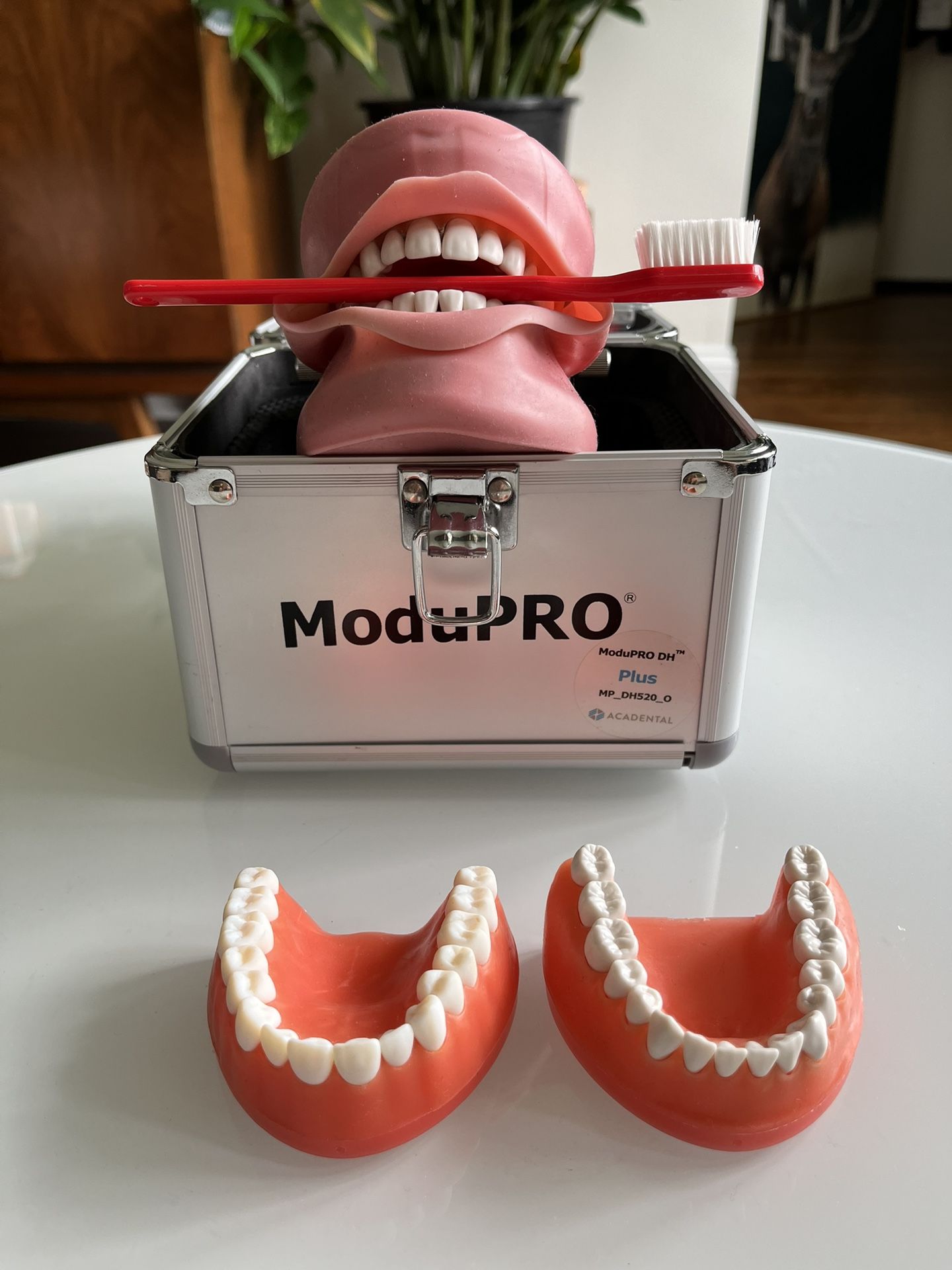 Acadental ModuPro DH 520 Typodont