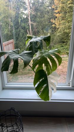 Variegated Monstera Cutting in Water