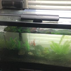 Fish Tank 