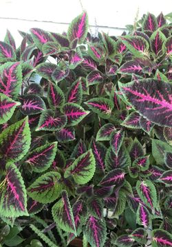 Beautiful outdoors plants