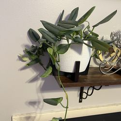 Indoor Live Plant With Ceramic Pot And Stand