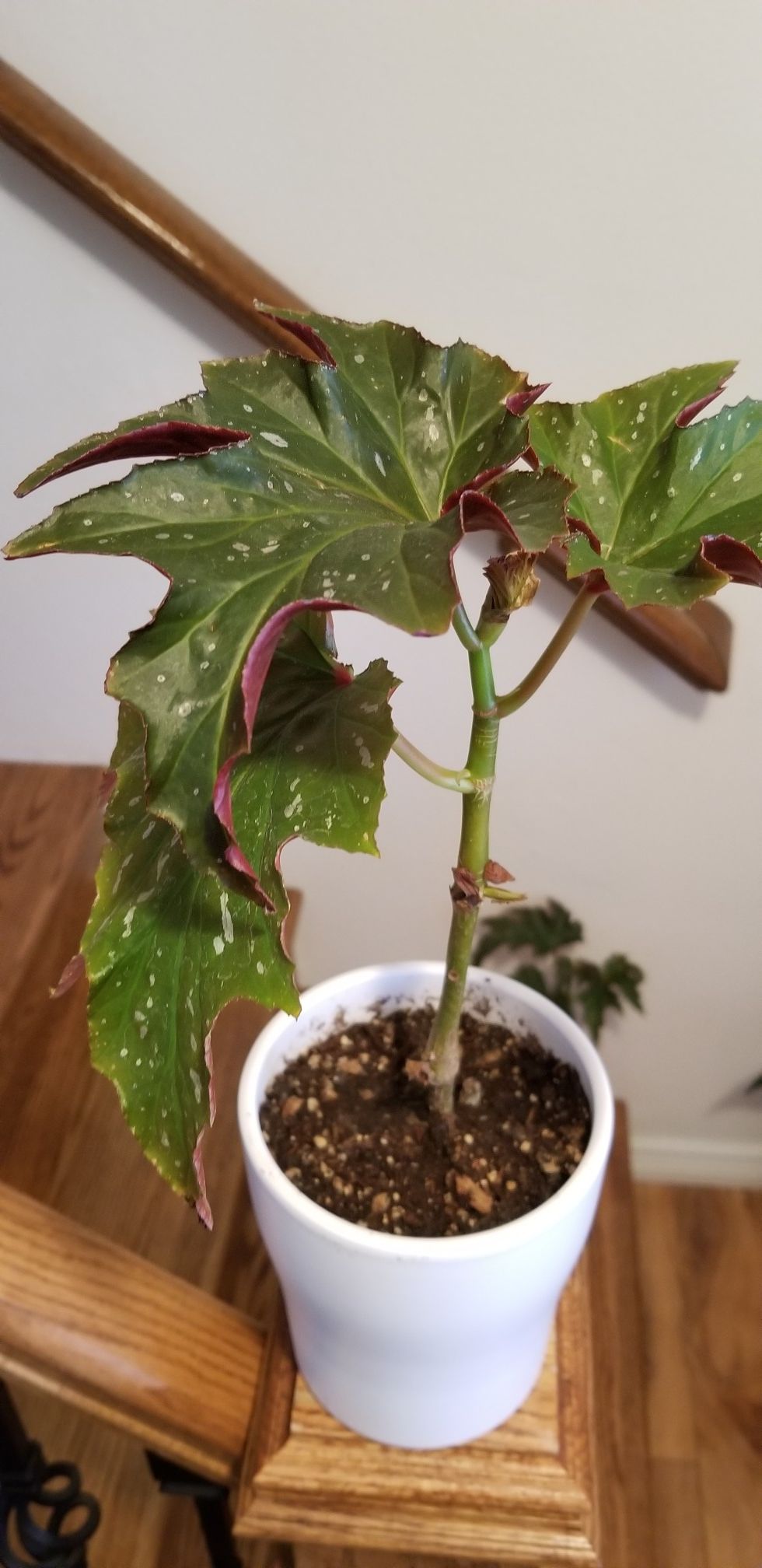 dragon begonia