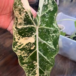 Variegated Alocasia frydek plant