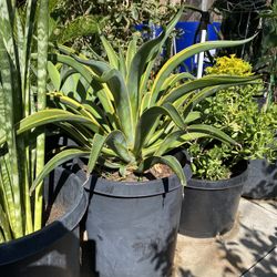Plant For Sale
