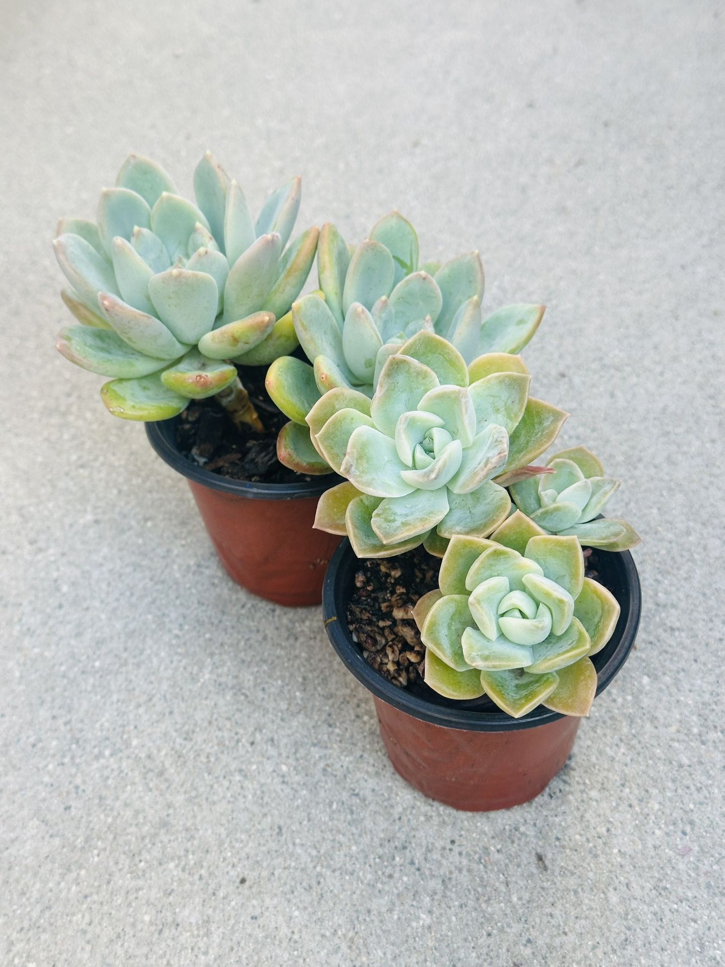 Succulents plants 🪴