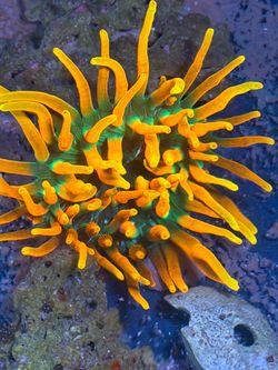 Fake saltwater tank decoration