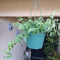 Hoya Bella Plant $33