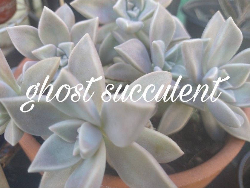 Ghost Succulents 