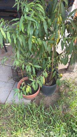 Three peace trees