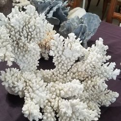 Coral