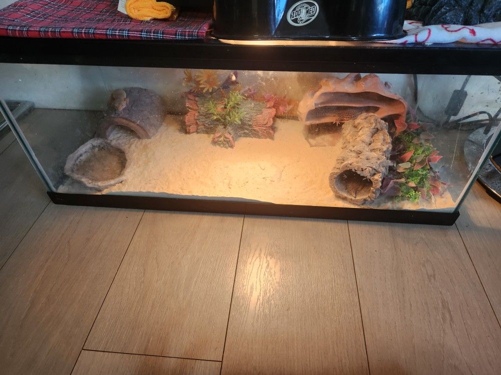 Geckos