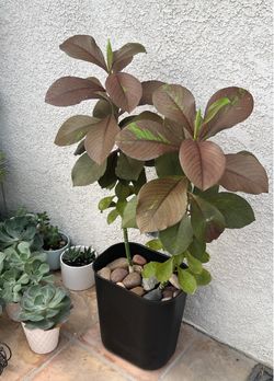 Live Large Red Milk Bush Plant (Euphorbia umbellate)