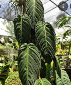 Philodendron Gigas tissue culture